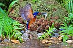 Blue-eared Kingfisher Catching Stock Photo