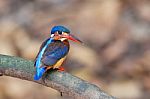 Blue-eared Kingfisher – Female Stock Photo