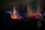Blue-eared Kingfisher Flying Stock Photo