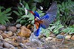Blue-eared Kingfisher (male) Stock Photo