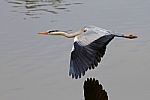 Blue Heron Stock Photo