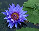 Blue Lotus Petals And Purple Pollen Stock Photo