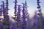 Blue Salvia Flower Field Stock Photo