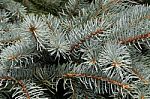 Blue Spruce Twig Stock Photo