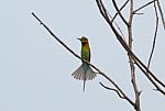 Blue Tailed Bee Eater Stock Photo