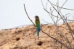 Blue Tailed Bee Eater Stock Photo