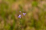 Blue Toadflax Stock Photo