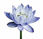 Blue Water Lily Stock Photo
