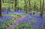 Bluebell Wood Stock Photo