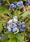 Blueberries On Bush Stock Photo