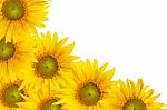 Border With Sunflowers. Isolated On White Background Stock Photo