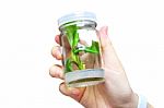 Bottle Plant Stock Photo