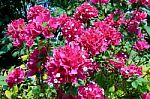 Bougainvillea , Fueng-fah  Stock Photo