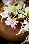 Bouquet Of White Orchids In Clay Vase Stock Photo
