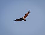 Brahminy Kite, Haliastur Indus Stock Photo