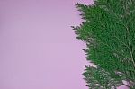 Branch Of Cypress On Pink Background Stock Photo