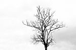 Branches Of Dead Tree Stock Photo