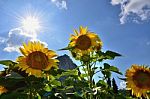 Bright Sun Shines Through The Petals Of Beautiful Sunflower Against A Blue Sky In The Field Stock Photo