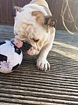 British Bulldog Chewing On A Football Stock Photo