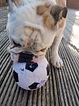 British Bulldog Chewing On A Football Stock Photo