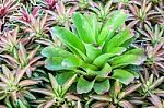 Bromeliad (aechmea Fasciata) Stock Photo