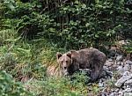 Brown Bear In Asturian Lands Stock Photo