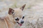 Brown Chihuahua Dog Stock Photo