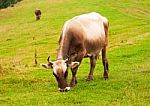 Brown Cow On Green Field Stock Photo