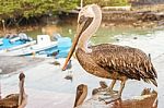 Brown Pelican In The Galapagos Stock Photo
