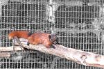 Brown Squirrel On Branch Stock Photo