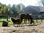 Bucks County PA, Horse Farm With Pony And Horse Stock Photo