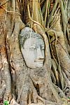 Buddha In Tree Stock Photo