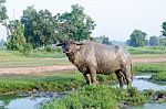 Buffalo Played Mud In Thailand Stock Photo