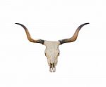 Buffalo Skull On White Stock Photo