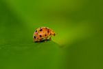 Bug Stock Photo