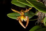 Bulblophyllum Lasiochilum Stock Photo