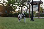 Bulldog Is Walking On The Grass Stock Photo