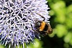 Bumble Bee On Pompom Thistle Stock Photo
