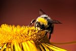 Bumblebee #1 Stock Photo
