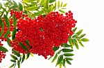Bunch Of Berries Stock Photo