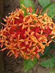 Bunch Of Orange And Red Flower Plant Stock Photo