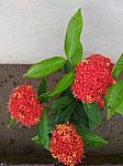 Bunch Of Red Flower Plant In Garden Stock Photo