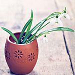Bunch Of Snowdrop Flowers Stock Photo