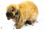 Bunny Holland Lop Stock Photo