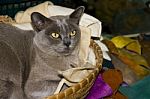 Burmese Cat Stock Photo