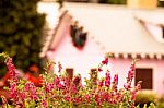 Bush Of Pink Flowers In Garden Stock Photo