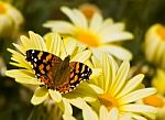 Butterfly On Daisy Stock Photo