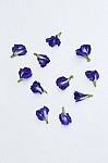 Butterfly Pea On White Texture Background Stock Photo