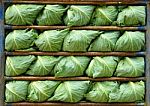 Cabbage Stock Photo