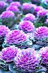 Cabbage Flower Stock Photo